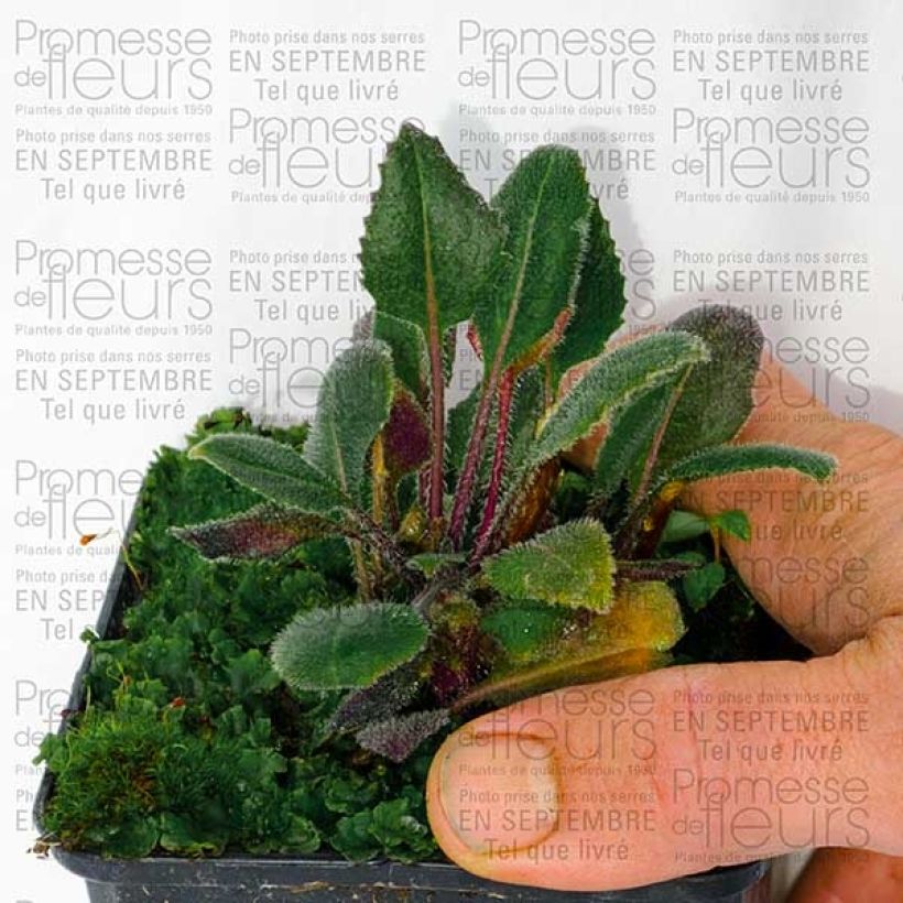 Example of Hesperis matronalis Alba - Julienne des dames Blanche  Godet de 8/9 cm as you get