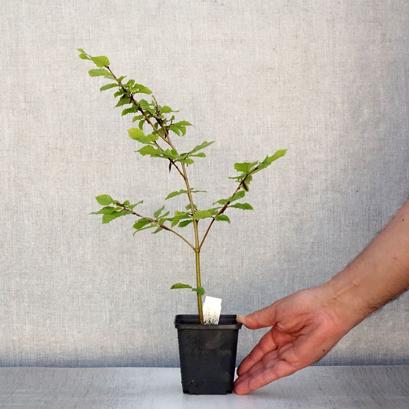 Example of Hêtre commun - Fagus sylvatica Godet de 8/9 cm as you get in ete