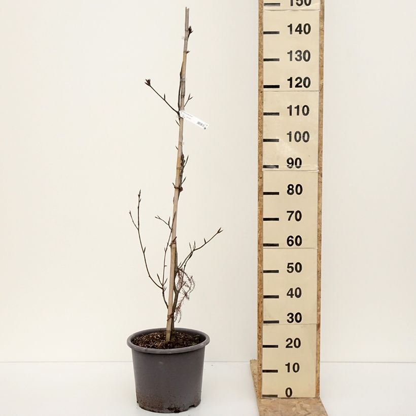 Example of Hêtre pourpre - Fagus sylvatica Riversii Pot de 12L/15L, Baliveau as you get in hiver