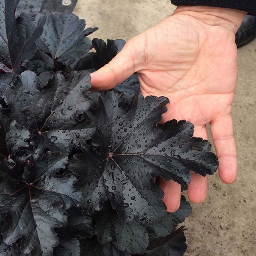 Heuchère - Heuchera Black Pearl  (Foliage)