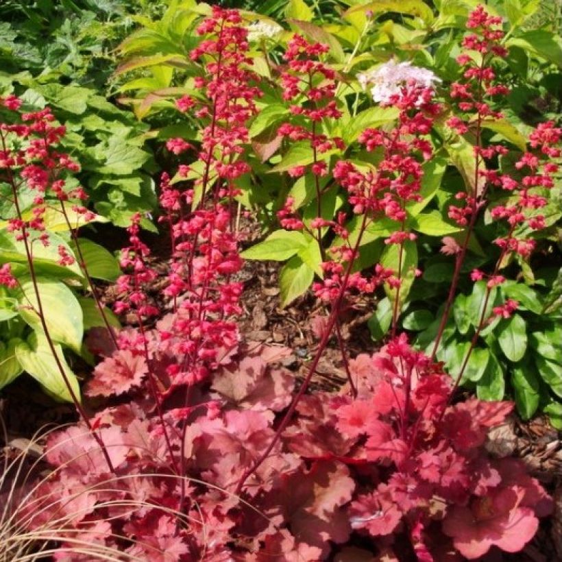 Heuchère - Heuchera Cherry Cola (Plant habit)