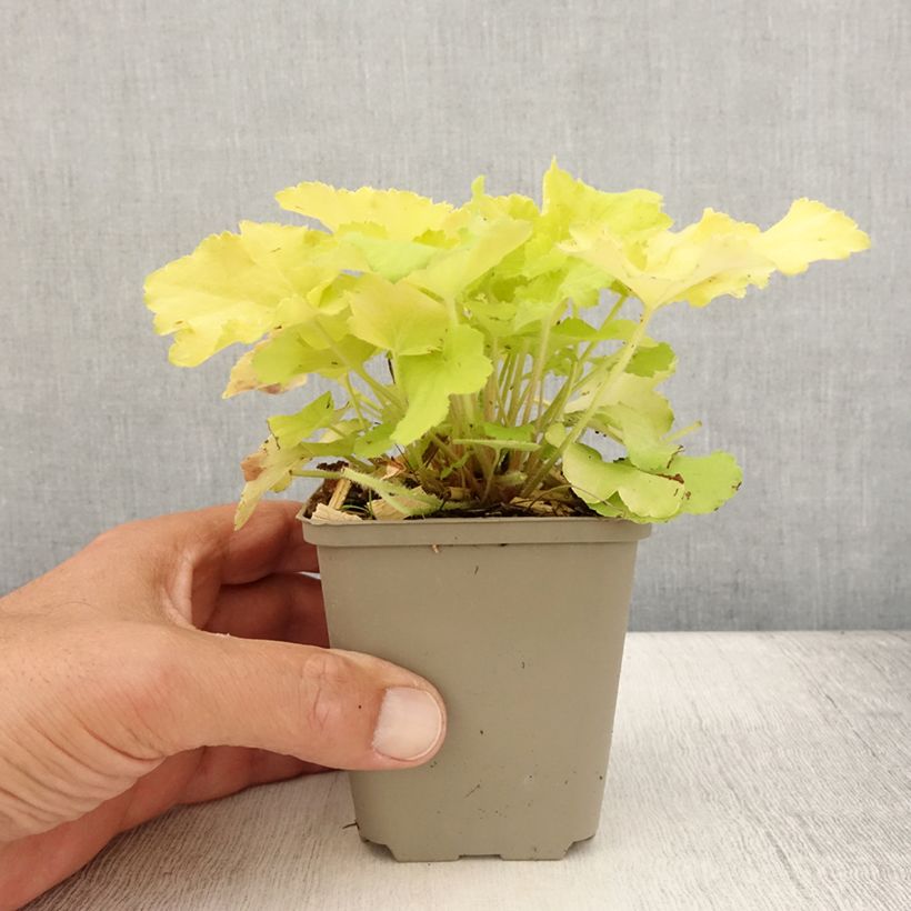 Example of Heuchère - Heuchera Citronelle Godet de 8/9 cm as you get in ete