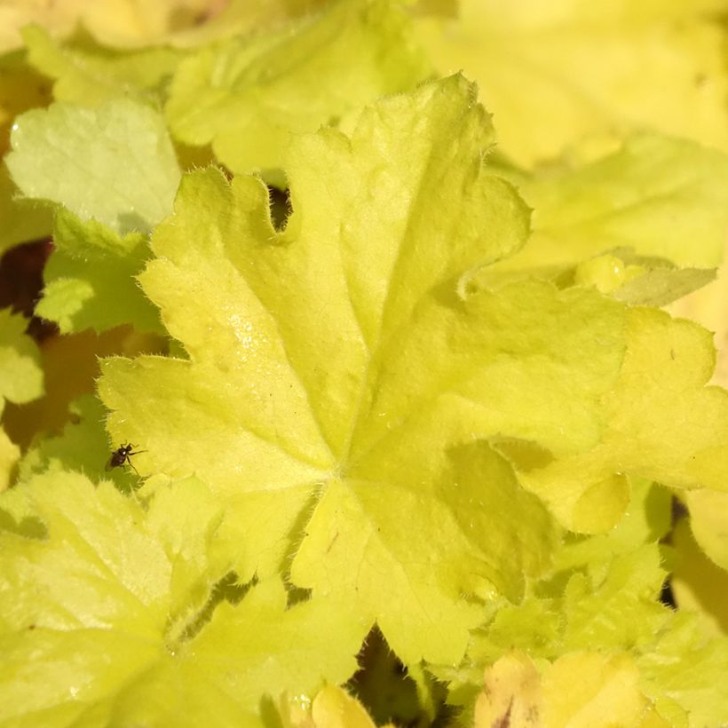 Heuchère - Heuchera Citronelle (Foliage)