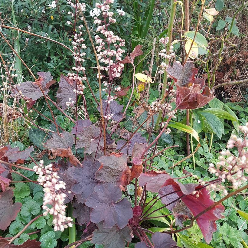 Heuchère - Heuchera Dark Magic (Plant habit)