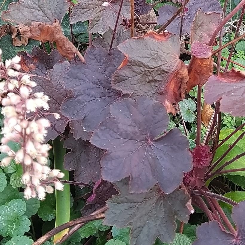 Heuchère - Heuchera Dark Magic (Foliage)
