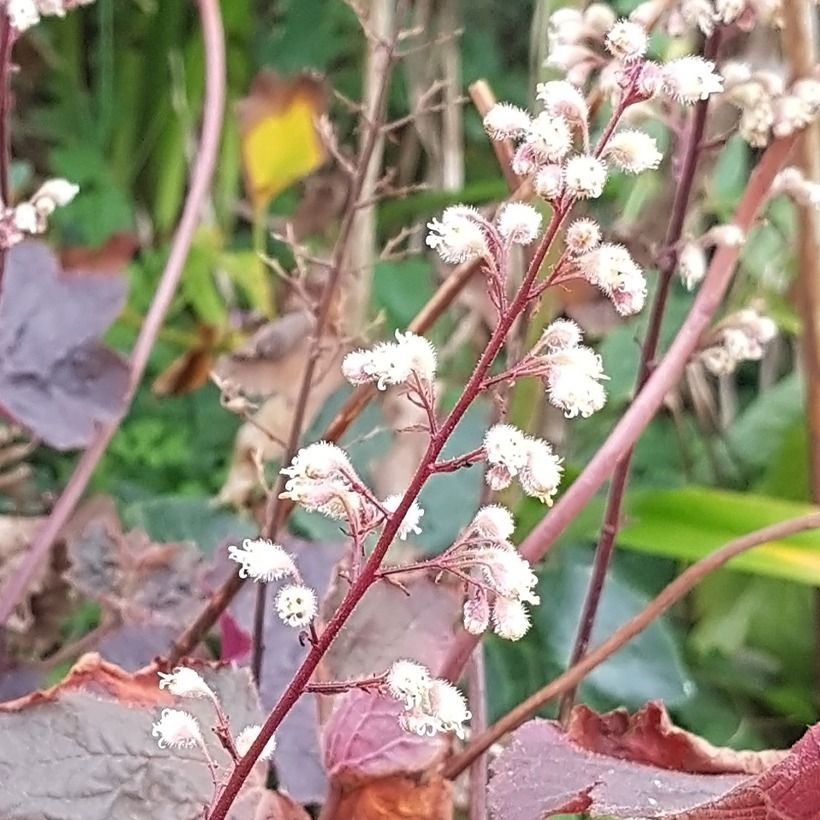 Heuchère - Heuchera Dark Magic (Flowering)