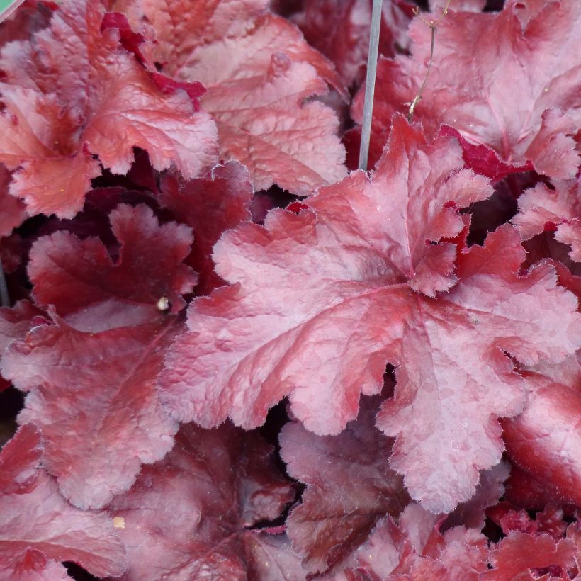 Heuchère - Heuchera Forever Red (Foliage)