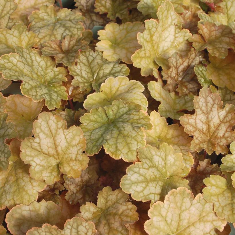 Heuchère - Heuchera Ginger Ale (Foliage)