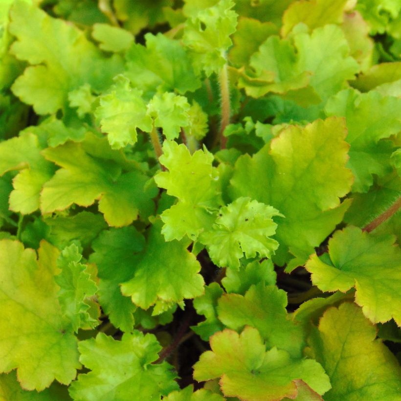 Heuchère - Heuchera Lime Marmalade (Foliage)