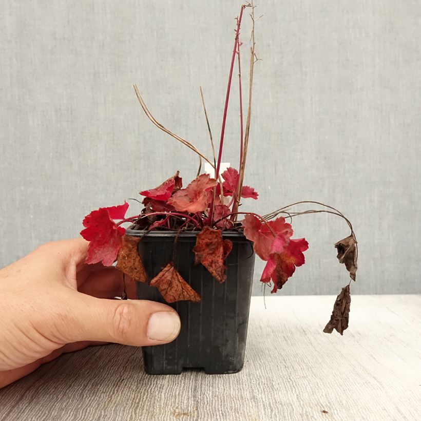 Example of Heuchère - Heuchera Little Cutie Blondie Godet de 8/9 cm as you get in automne