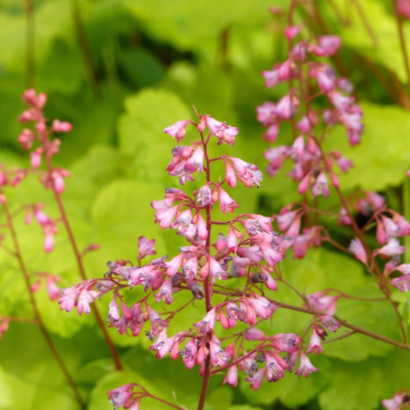 Heuchère - Heuchera Little Cuties Sweet Tart (Flowering)