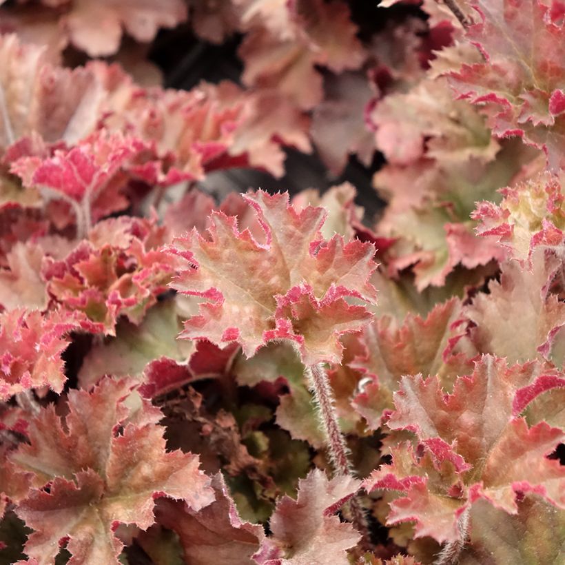 Heuchère - Heuchera Cappuccino (Foliage)
