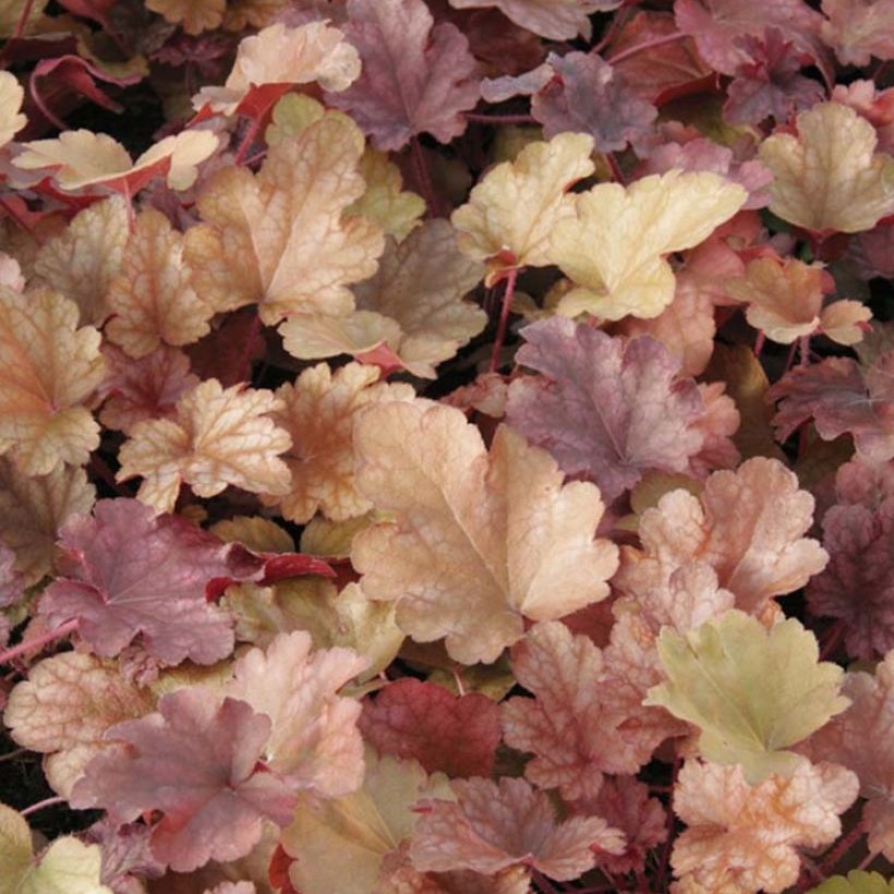 Heuchère - Heuchera Peach flambé (Foliage)