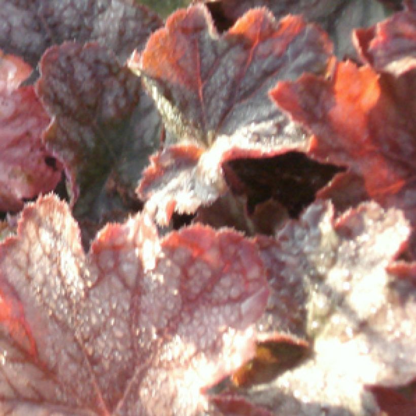 Heuchère - Heuchera Pinot Noir (Foliage)