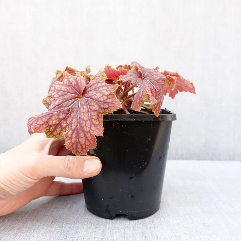 Example of Heuchère - Heuchera Red Lightning  Pot de 1,5L/2L as you get in hiver
