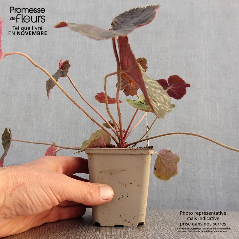 Example of Heuchère - Heuchera XXL  Godet de 8/9 cm as you get in automne