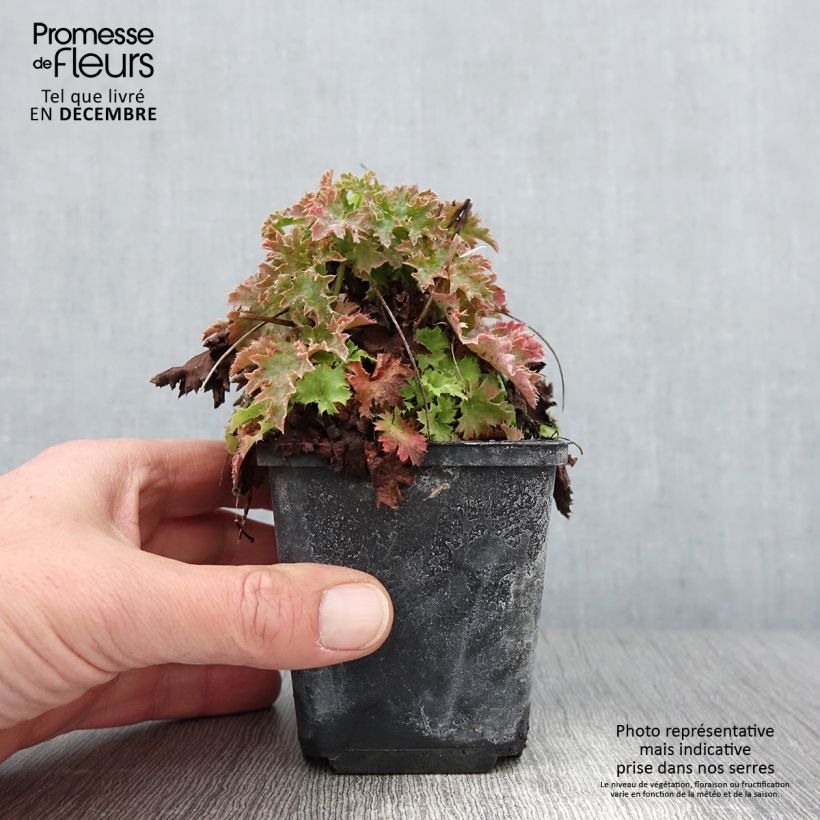 Example of Heuchère - Heuchera Apple Crisp Godet de 8/9 cm as you get in automne