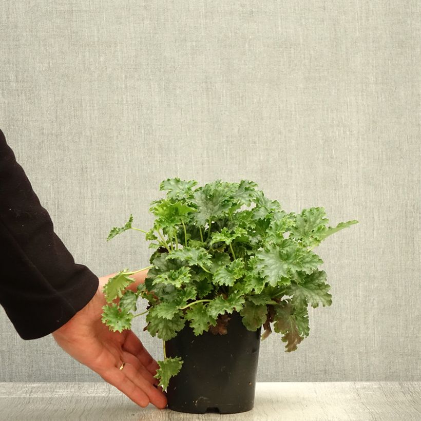 Example of Heuchère - Heuchera Apple Crisp Pot de 1L/1,5L as you get in automne