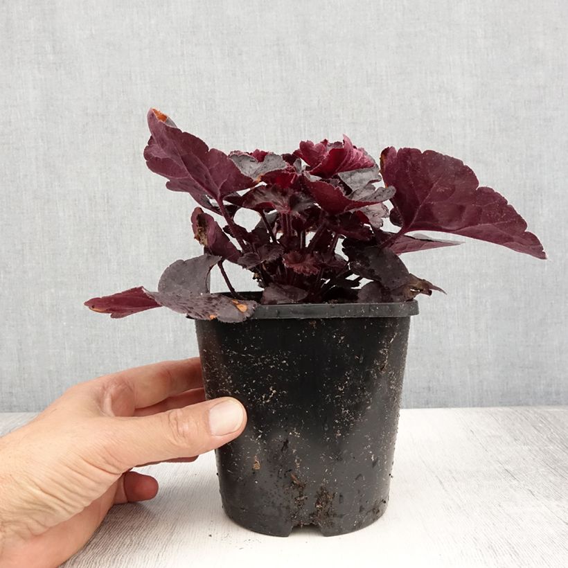 Example of Heuchère - Heuchera Black Forest Cake Pot de 1L/1,5L as you get in ete