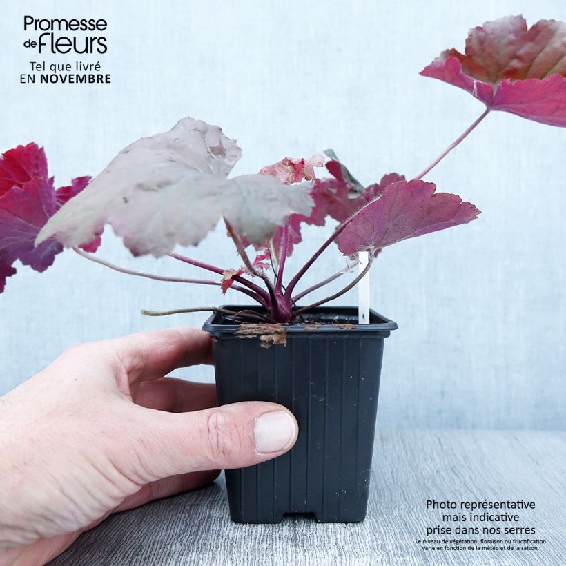 Example of Heuchère - Heuchera Bloody Dinosaur  Godet de 8/9 cm as you get in automne