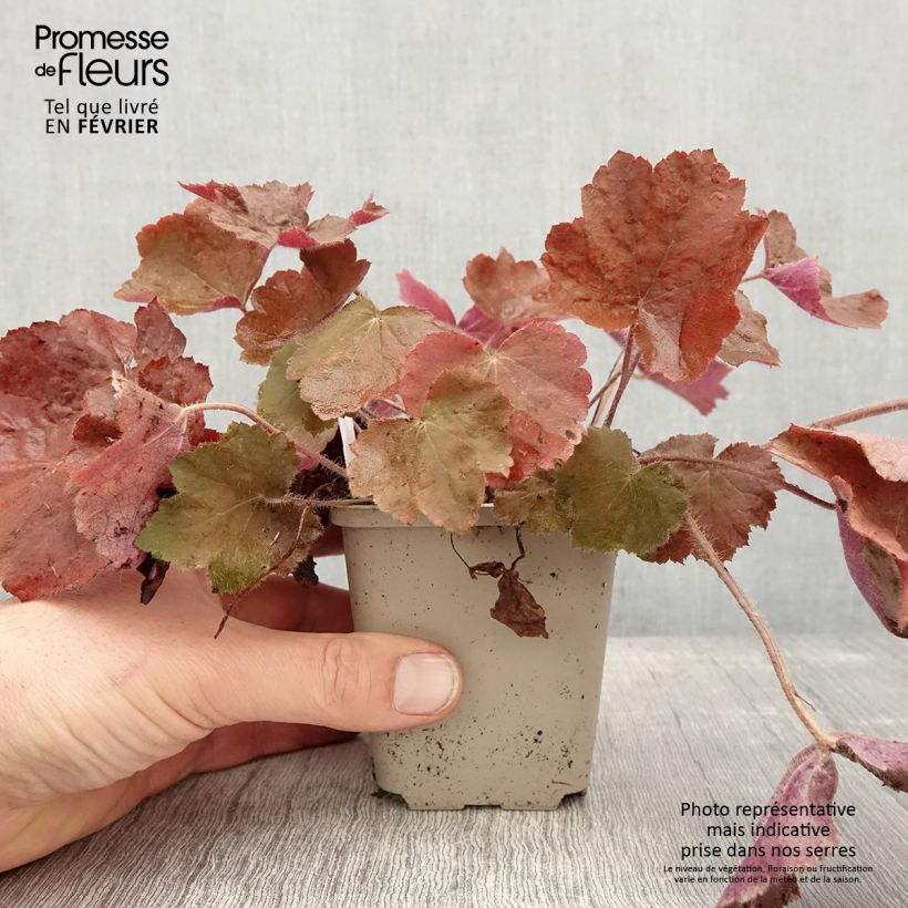 Example of Heuchère - Heuchera Brownies Godet de 8/9 cm as you get in hiver