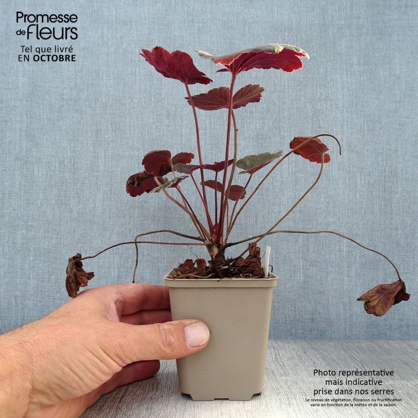 Example of Heuchère - Heuchera Dark Magic Godet de 8/9 cm as you get in automne