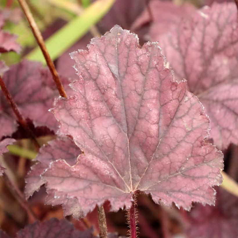 Heuchère - Heuchera Frosted Violet (Foliage)