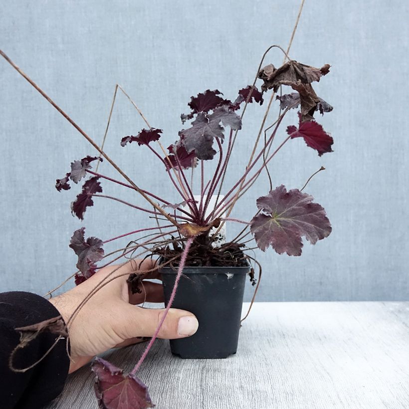 Example of Heuchère - Heuchera Binoche Godet de 8/9 cm as you get in automne