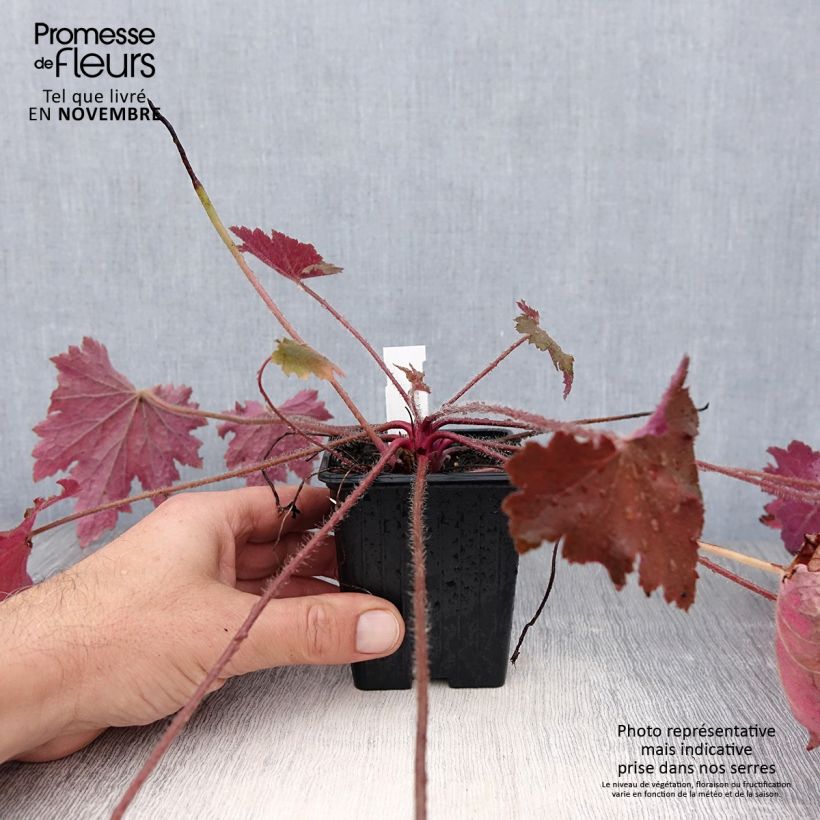 Example of Heuchère - Heuchera Copper Dinosaur Godet de 8/9 cm as you get in automne