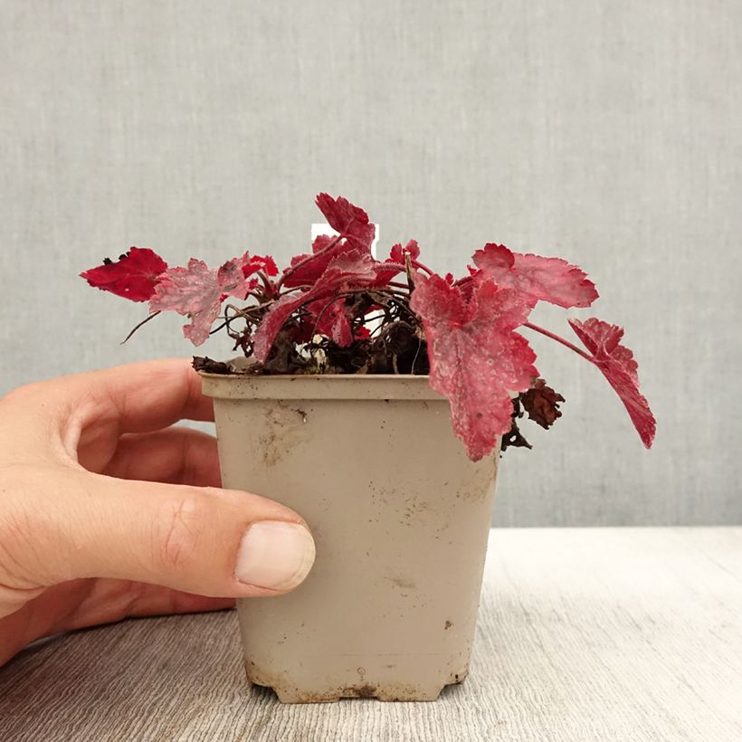 Example of Heuchère - Heuchera Fire Chief Godet de 8/9 cm as you get in automne