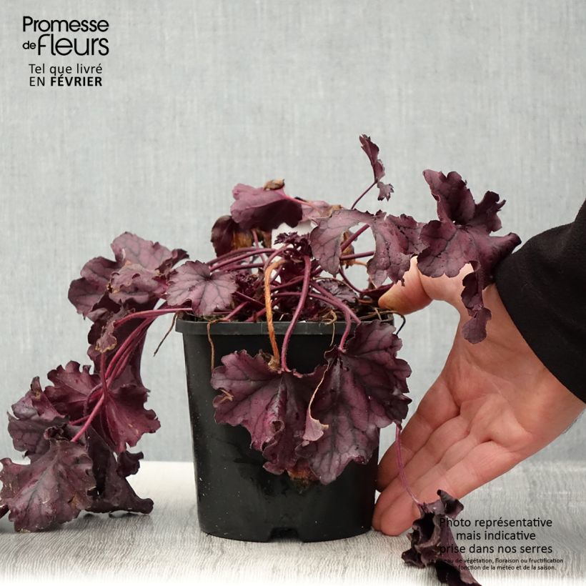 Example of Heuchère - Heuchera Forever Purple Pot de 1,5L/2L as you get in hiver