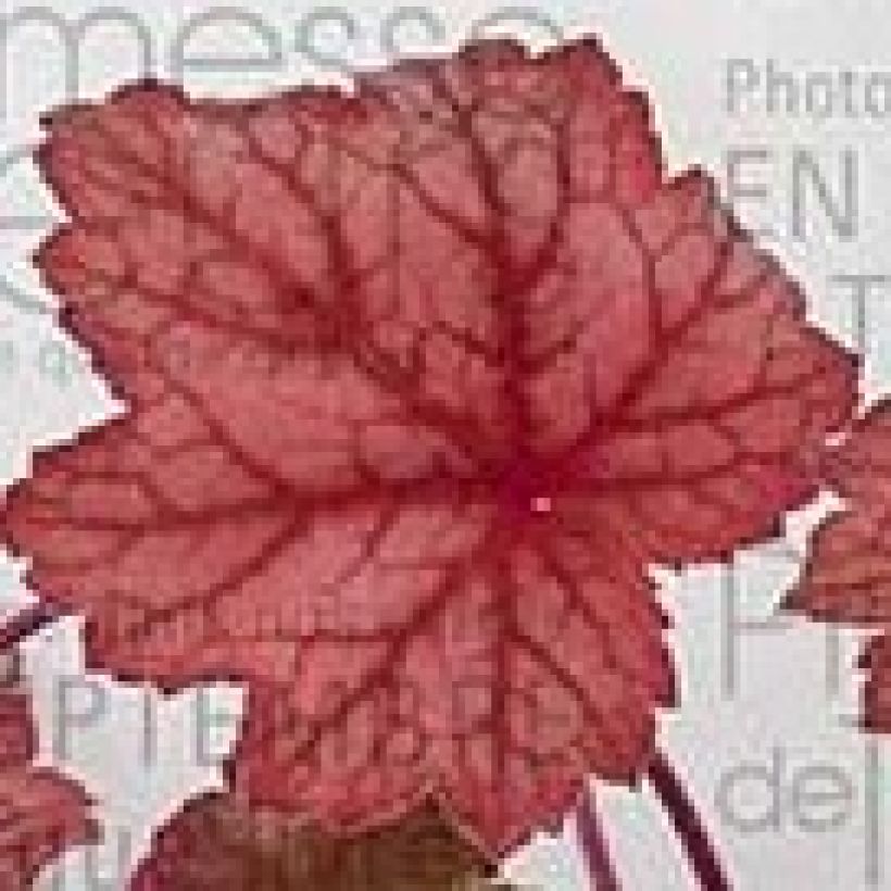 Heuchère - Heuchera Georgia Peach (Foliage)