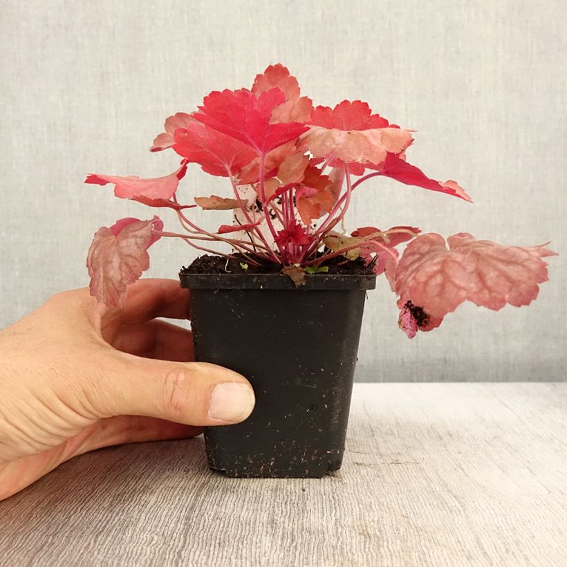 Example of Heuchère - Heuchera Georgia Peach Godet de 8/9 cm as you get in automne