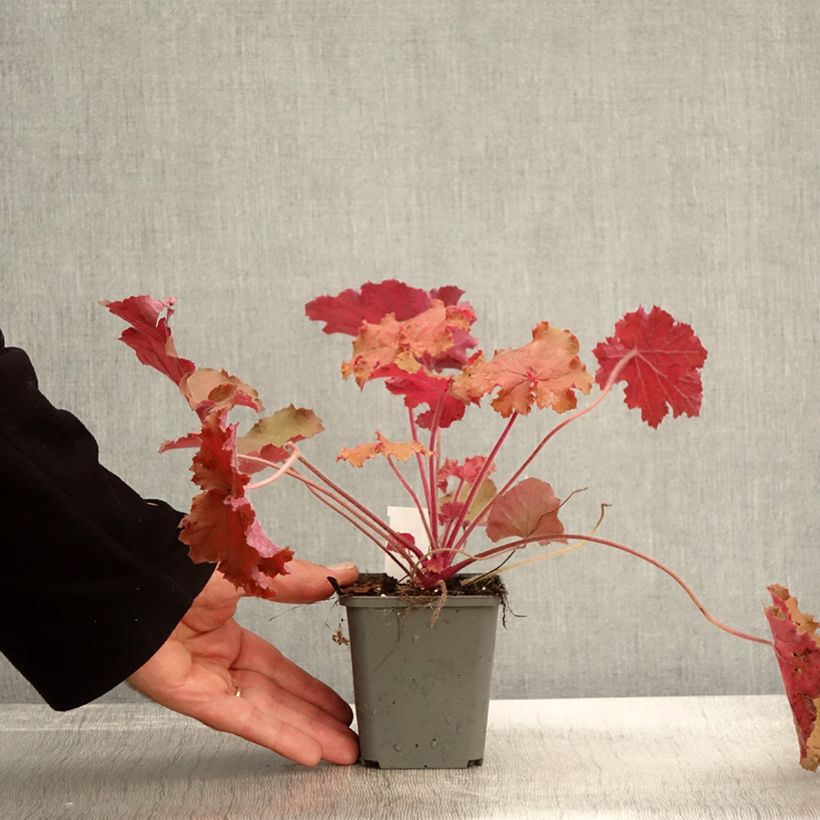 Example of Heuchère - Heuchera Kassandra Godet de 8/9 cm as you get in automne