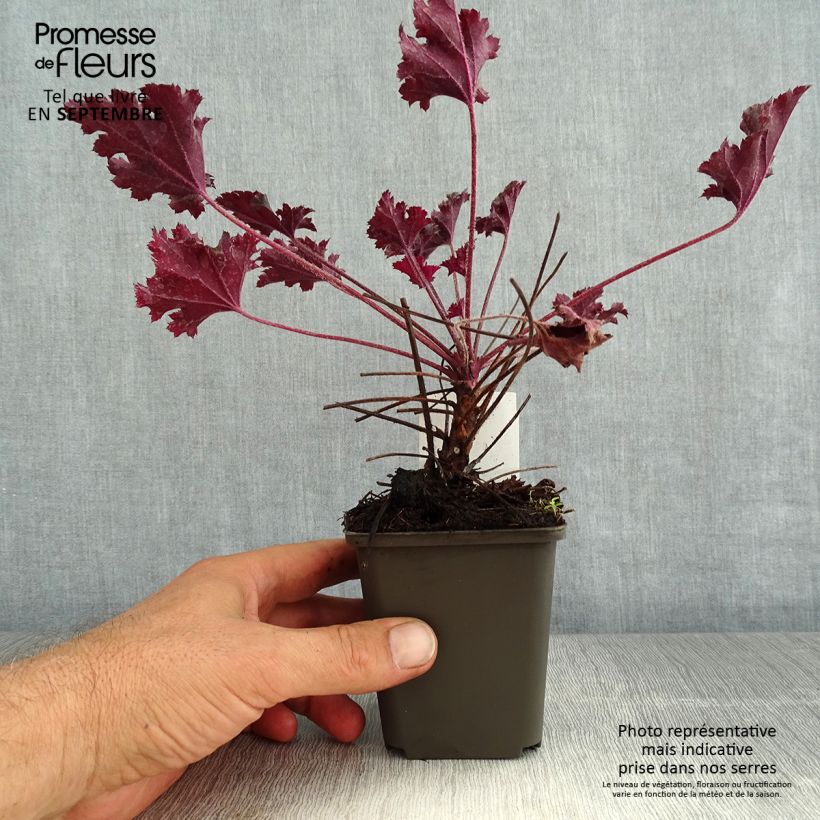 Example of Heuchère - Heuchera L. Dark Secret Godet de 8/9 cm as you get in ete