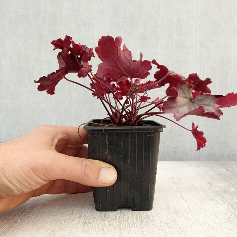 Example of Heuchère - Heuchera Little Cuties Sugar Berry Godet de 8/9 cm as you get in automne