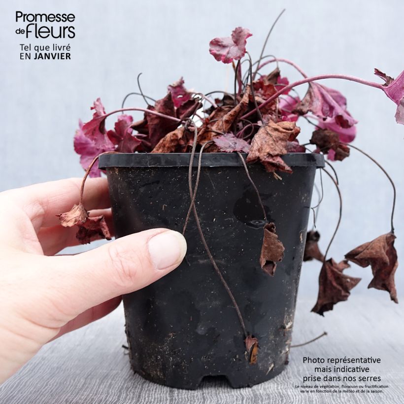 Example of Heuchère - Heuchera Midnight Rose Pot de 1,5L/2L as you get in hiver