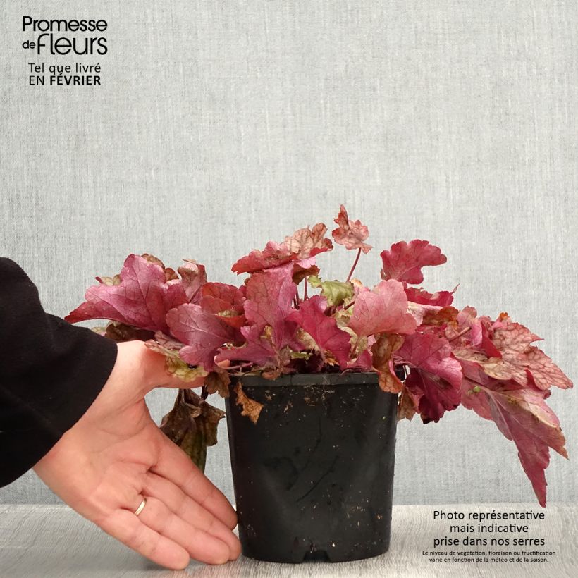 Example of Heuchère - Heuchera Peach flambé Pot de 1,5L/2L as you get in hiver