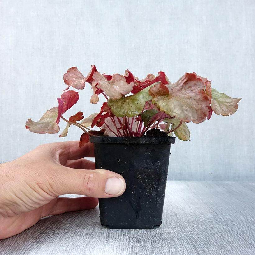Example of Heuchère - Heuchera Pinot Gris Godet de 8/9 cm as you get in automne