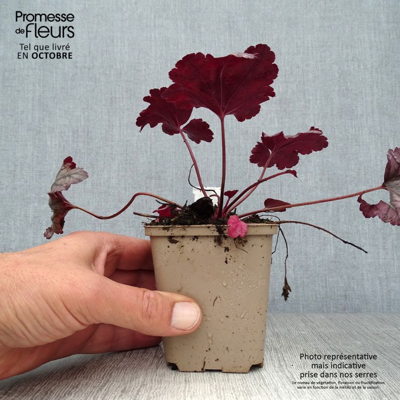 Example of Heuchère - Heuchera Plum Royale Godet de 8/9 cm as you get in automne
