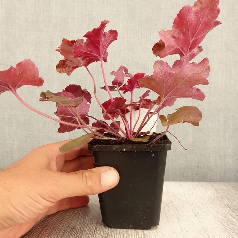 Example of Heuchère - Heuchera Red Sea® Godet de 8/9 cm as you get in ete