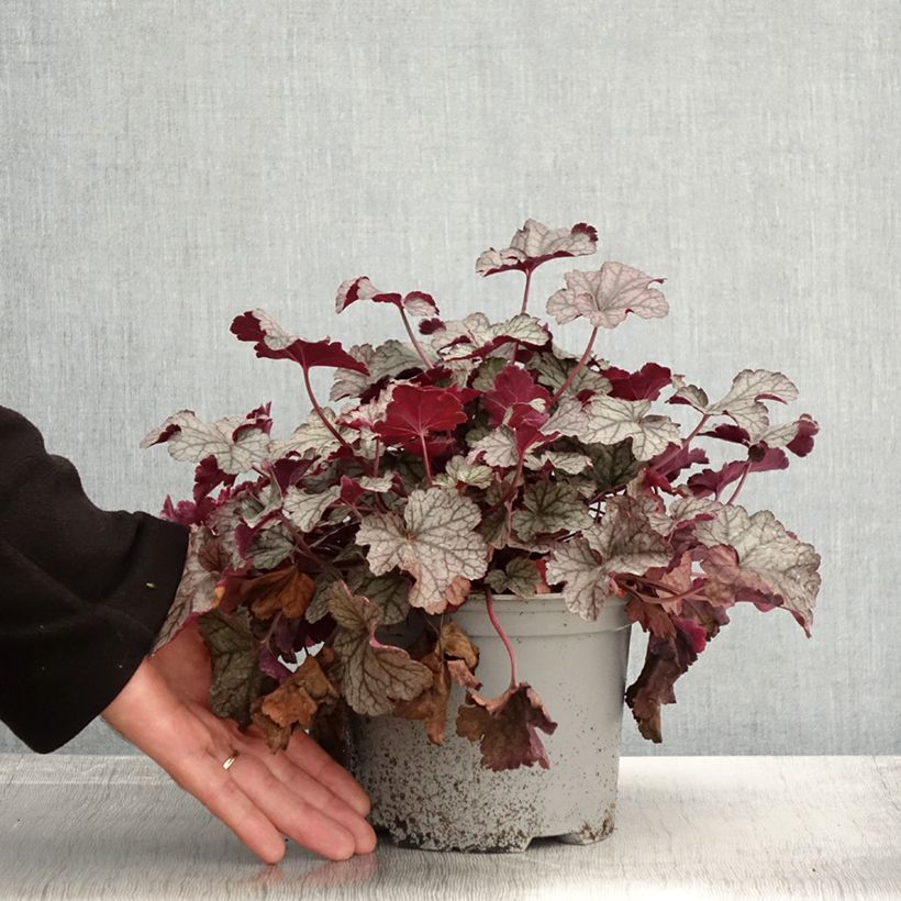 Example of Heuchère - Heuchera Silver Scrolls Pot de 2L/3L as you get in automne