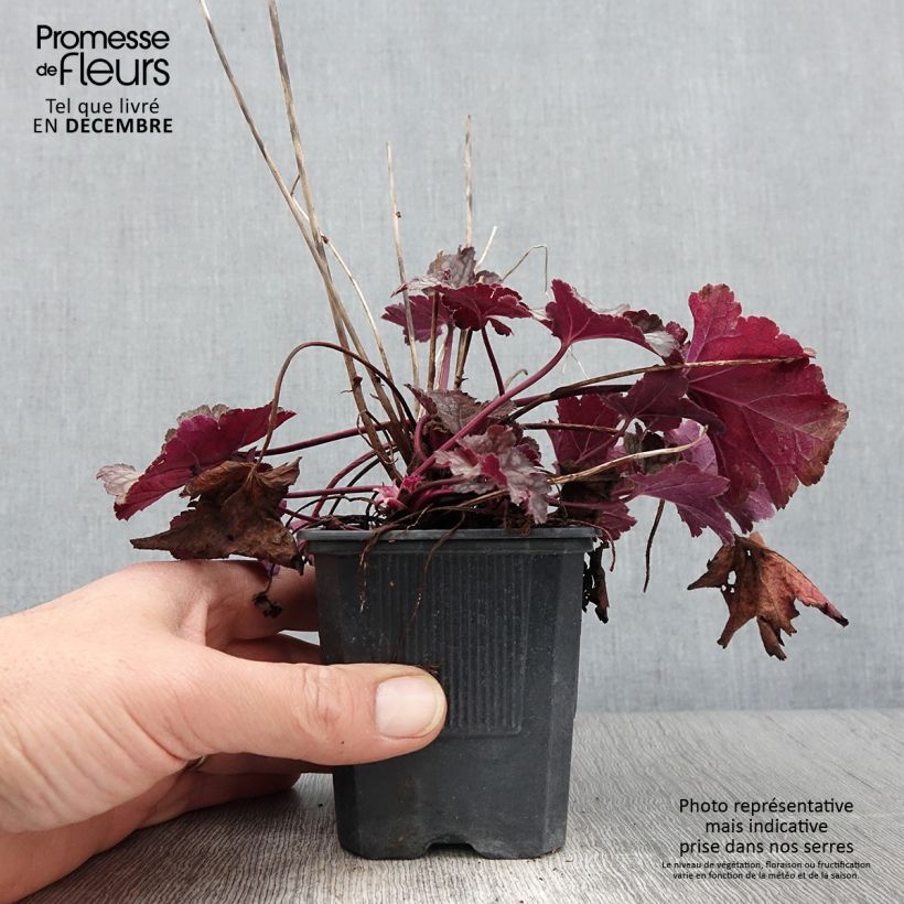 Example of Heuchère - Heuchera Spellbound Godet de 8/9 cm as you get in automne