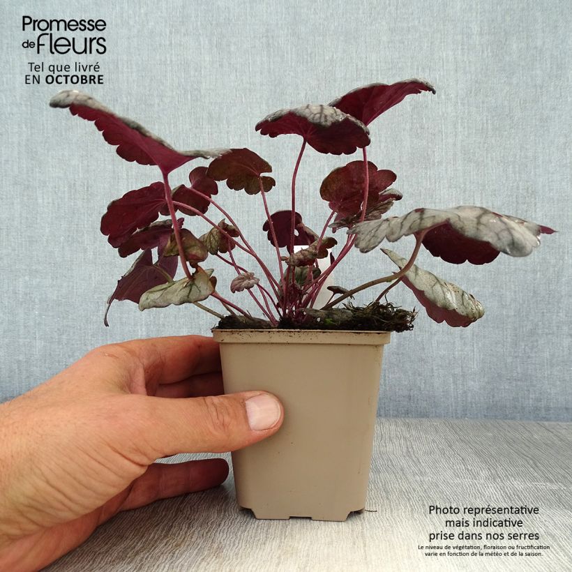 Example of Heuchère - Heuchera Sugar Plum Godet de 8/9 cm as you get in automne