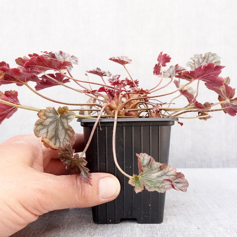 Example of Heuchère - Heuchera Timeless Treasure Godet de 8/9 cm as you get in hiver