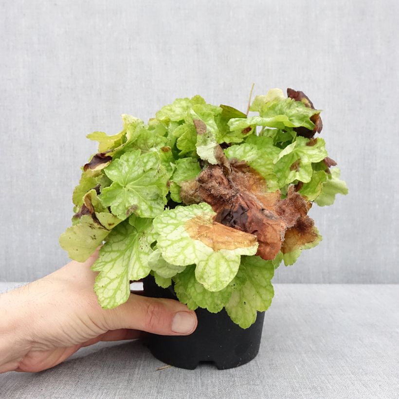 Example of Heuchère - Heuchera Tiramisu Pot de 1,5L/2L as you get in hiver