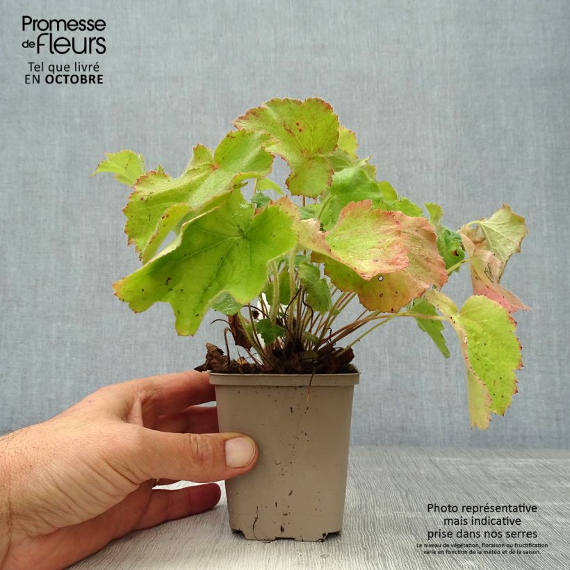 Example of Heuchère - Heuchera villosa var macrorrhiza Godet de 8/9 cm as you get in automne