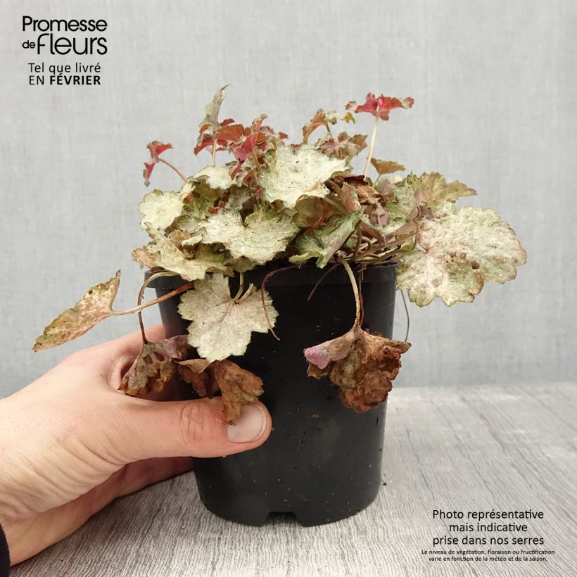 Example of Heuchère - Heuchera Pinky Panky Pot de 1,5L/2L as you get in hiver