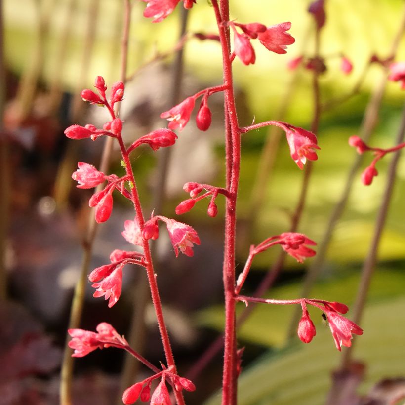 Heuchère - Heuchera Pinky Panky (Flowering)