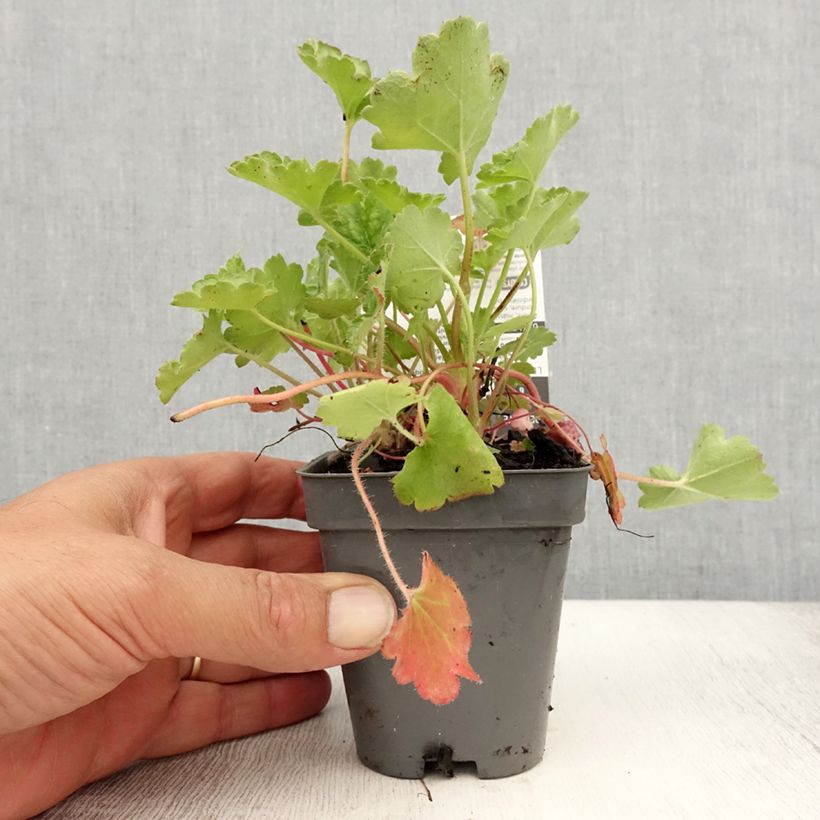 Example of Heuchère - Heuchera Pluie de Feu Godet de 8/9 cm as you get in ete